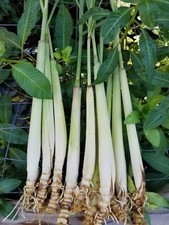 6 Live ORGANIC Lemongrass Stalks Plugs Cymbopogon Sereh Plant Lemon Grass Herb picture
