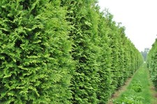 50+ THUJA TREE SEEDS (Thuja occidentalis) White Cedar Arborvitae Hedge Row picture