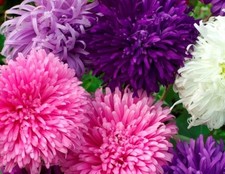 GIANT CALIFORNIA ASTER FLOWER SEEDS  50 FRESH SEEDS  picture