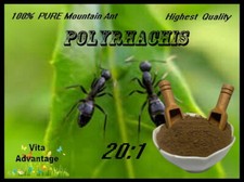 100% PURE & WILD Mountain Ant Vic. Roger  Polyrhachis 20:1 Extract powder 100g. picture