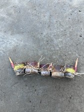 5pcs Rooted Dark Purple Green Sugarcane Cutting Ready To Plant picture