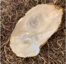 Handcrafted Large Oyster Shell Trinket Pearl Iridescent Finish  W/ Gold Accents picture
