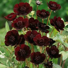200+ Chocolate Cosmos Seeds for Garden Planting - USA -  picture
