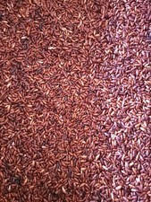 Predator Foods Bulk Live Darkling Beetles (Mealworm Beetles)(500CT-2000CT) picture