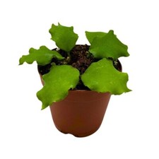 BubbleBlooms Hoya Endauensis in a 2 inch Pot picture