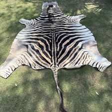 Authentic Vintage Real Zebra Hide Zebra Skin Zebra Rug Pelt Taxidermy Huge Rare picture