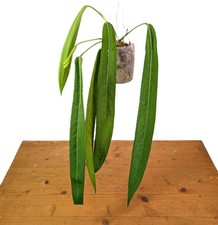 Anthurium Pallidiflorum - Narrow Dark Strap Leaves - Exact Plants picture
