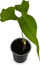 Anthurium draconopterum by LEAL PLANTS ECUADOR |Green Live House Plant picture