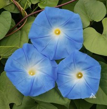 Morning Glory ‘Heavenly Blue’ (Ipomoea tricolor)   picture