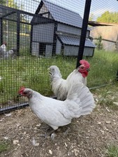 6 Self Blue Bantam Old English Hatching Eggs. Adorable Tiny Chickens picture