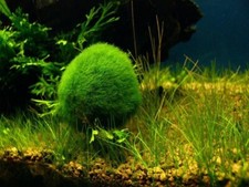 1~1.5 inch Marimo Moss 5 Balls Cladophora Live Aquarium Plant Fish Tank picture