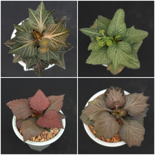 F46-64 Euphorbia francoisii hybrid picture