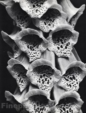 1926/63 Vintage EDWARD STEICHEN Floral Foxglove Flower Botanical Photo Art 16x20 picture