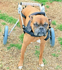 Best Friend Mobility Elite Medium Dog Wheelchair – Adjustable Rear Support picture