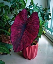 Pretty Imported Double Alocasia Dark Magenta Colour Flower Bulbs Pack Of 2 Bulbs picture