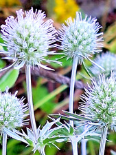 WHITE SEA HOLLY 100 SEEDS, ERYNGIUM, WHITE FLOWERS, mariesgreengarden picture