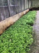 50-Thuja Green Giant Liners picture
