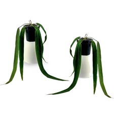Anthurium Pallidiflorum (Pack of 2) Live Indoor Green Rare House Plant picture