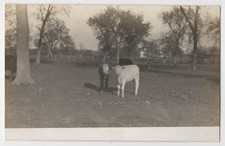 Three Cows at Grandpa's Farm S. Fall River MA 1910s OOAK RPPC Postcard picture