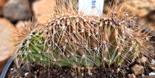 HARRISIA POMANENSIS CRISTATA    *** RARE & GORGEOUS    *** picture