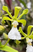 Encyclia cordigeria alba Starting To Spike Extremely Fragrant Flowers  picture