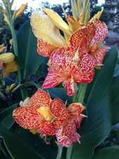 Pretty Imported Double Canna Lily Strip Red Colour Flower Bulb Pack Of 2 Bulb picture