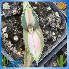 Pot 5-7cm Rareplant Agave titanota 'White Flame ' mediopicta Random Boutique picture