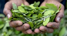 300+ Coca Leaves Dried Leaves Organic & Tropical Ceylon  Health picture