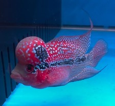 Super Red Dragon Flowerhorn 4in US Seller WYSIWYG picture