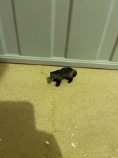 Schleich Retired Wolverine Figurine Pre Owned Good Condition picture
