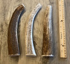 X-LARGE Elk/Deer Antler Premium Dog Chew (1pc) **OREGON ANTLER WORKS** picture