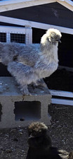 Silkie Hatching Eggs 12 Plus picture