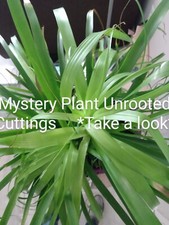 Free Monstera Delecious Cutting house common plant cuttings indoor/outdoor picture