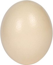 Premium High Quality Blank Ostrich Egg Shell for Crafts, Decoration, Paintings picture