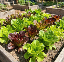 Lettuce HEATWAVE MIX Heat Tolerant Cut & Come Again Garden Non-GMO 1000 Seeds picture