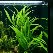 3 Stems Hygrophila 'Angustifolia' - Submersed Grown Aquarium Plant picture