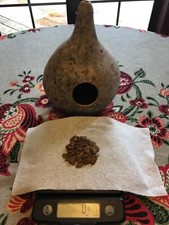 50 Purple Martin Birdhouse Gourd Seeds - grown in and shipped from Alabama picture