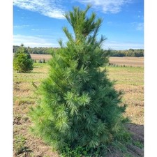 100 Pack White Pine Trees Pinus strobus 12-18in 2yr Bulk Lot picture