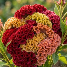Celosia CRISTATA Mix COCKSCOMB Heirloom Cut & Dried Flower Garden 500 Seeds picture