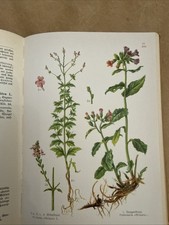 1921 German Antique Botanical Book 25 Color Plates Heilpflanzenkunde Dinand picture