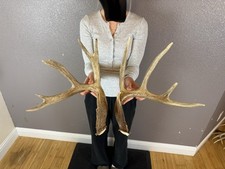 Two 5pt Whitetail Deer Antlers Sheds WILD IDAHO Horns Rustic Decor Rattling Set picture