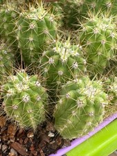 Echinopsis Chiloensis JN1363 Lot of 5 Seedlings Grafting Stock Chile picture