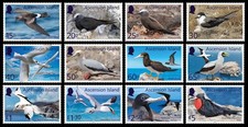 Ascension Island 2026 Seabirds picture