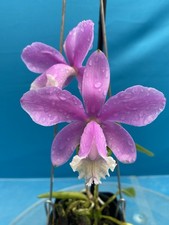 Cattleya harrisoniana Pink White NBS Summer Bloom Seedling Orchid Species 4” Pot picture