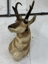 North American Antelope Pronghorn Shoulder Mount Taxidermy Log Cabin Decor picture