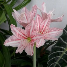 Star Lily Bulb 'Hippeastrum Reticulatum'🌐Netted-Veined Amaryllis Flowering Size picture