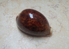 Cypraea pantherina VERY NICE COLOR SUPER 80.6mm F++++F+++ glossy red sea shell picture