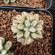 2CM Succulent Cactus Plant Mammillaria Bertholdii Cactaceae Home Garden Plant picture