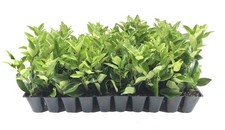 Ligustrum Waxleaf Privet | 2 Inch | Ligustrum japonicum | Low Maintenance Shrub picture