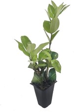 Ligustrum Waxleaf Privet | 2 Inch | Ligustrum japonicum | Low Maintenance picture